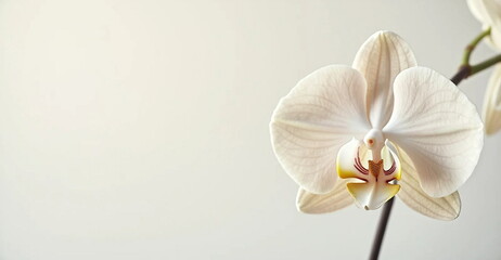 white orchid flower