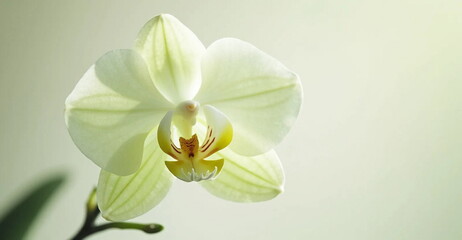 white orchid flower