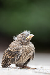 Little bird poses for a picture 