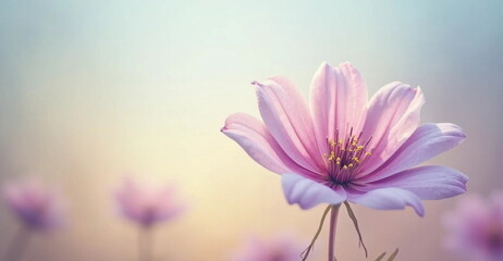 Fototapeta premium cosmos flower