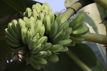 Close-up of a cluster of young, green bananas hanging on a tree, showcasing natural growth and freshness, perfect for agricultural and botanical themes