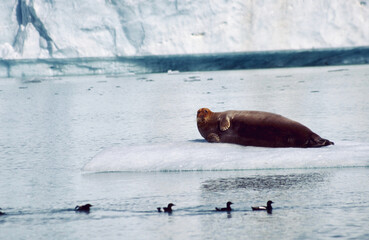 Landscape of Svalbard (Spitsbergen)