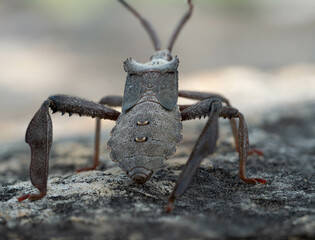 Leaf-Footed Bug
Acanthocephala terminalis