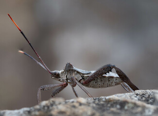 Leaf-Footed Bug
Acanthocephala terminalis