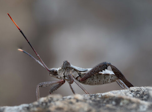 Leaf-Footed Bug
Acanthocephala terminalis