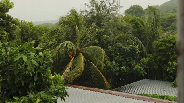 Monsun im Dschungel in El Salvador
