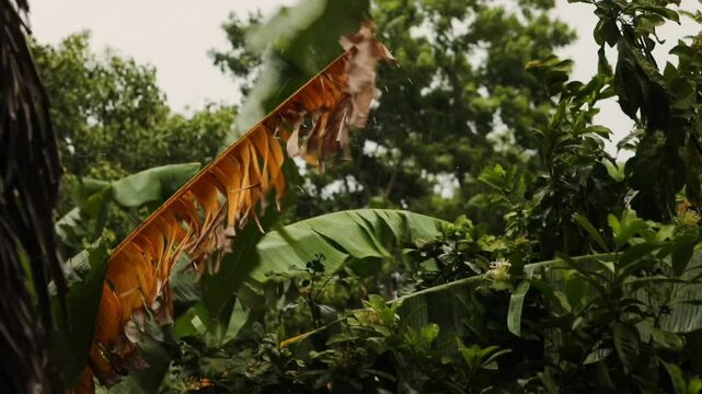 Wind im Dschungel in El Salvador