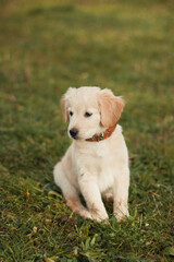 Beautiful labrador puppy sitting on the grass and looking to the camera.
