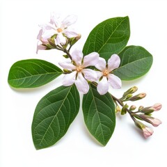 Obraz premium close up of Blooming phumelia or Champa flower and leaves isolated on white background