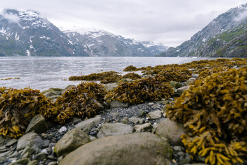 Shoreline mountain views at Glacier Bay National Park in summer