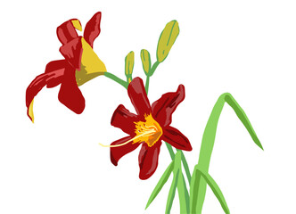 ベニカンゾウの花のイラスト