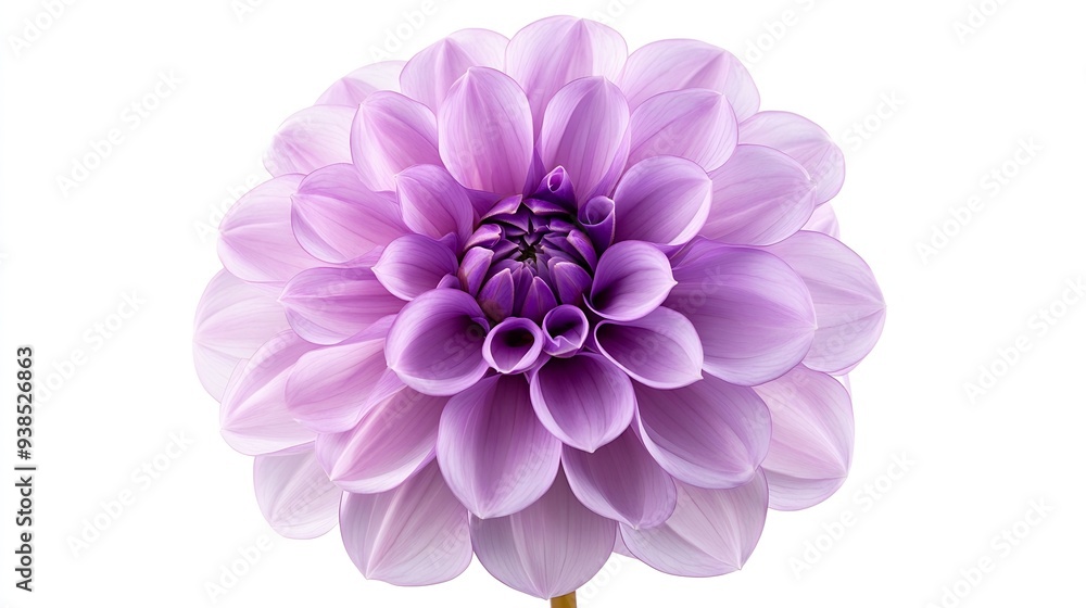 Poster Purple  dahlia Flower on a white isolated background with clipping path  For design  Closeup  Nature : Generative AI