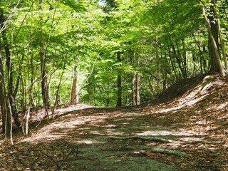 本社カ丸の山道