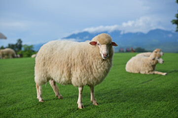 Fototapeta premium A full-body shot of a chubby sheep looking directly at the camera.