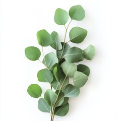 close up of eucalyptus green leaves isolated on white background