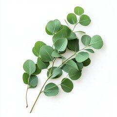 close up of eucalyptus green leaves isolated on white background