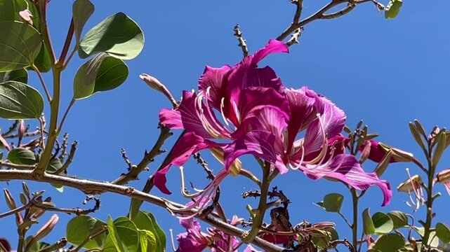 Blossoms of a Purple Orchid Tree moving in the wind