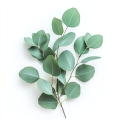 Fototapeta premium close up of eucalyptus green leaves isolated on white background
