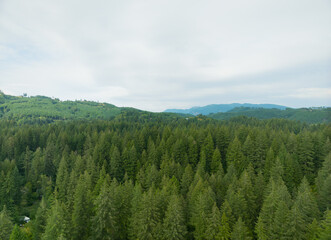 A lush green forest with tall trees and a cloudy sky