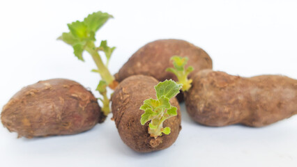 Chinese potato (Plectranthus rotundifolius) sprout in white background. Selective focus image