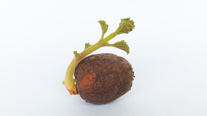 Chinese potato (Plectranthus rotundifolius) sprout in white background. Selective focus image