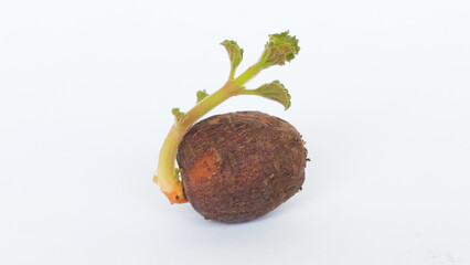 Chinese potato (Plectranthus rotundifolius) sprout in white background. Selective focus image