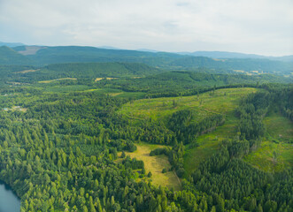 Fototapeta premium A lush green forest with a clear blue sky in the background