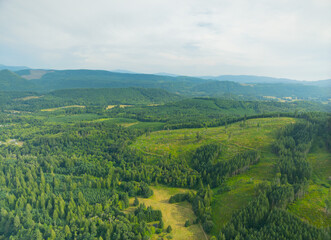 Fototapeta premium A lush green forest with a few trees in the foreground