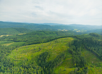 Fototapeta premium A lush green forest with a clear blue sky in the background