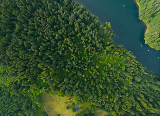 A forest with a river running through it