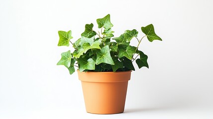 Indoor plant in a flower pot isolated on a white background Common ivy English ivy European ivy Hedera helix : Generative AI