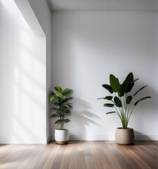 An empty white room with a wooden floor and a potted plant