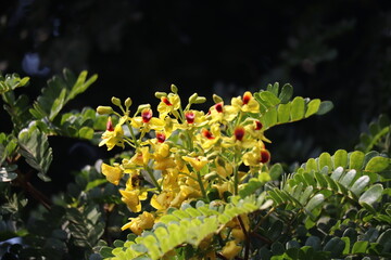 Caesalpinia enchinata or Paubrasilia enchinata flowers