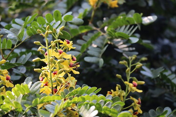 Caesalpinia enchinata or Paubrasilia enchinata flowers