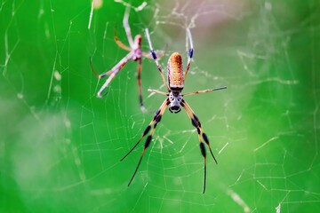 Giant spider in a web in the Jean Lafitte National Historical Park and Preserve, New Orleans, Louisiana, United States of America.