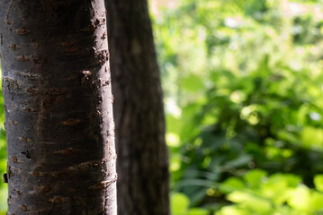 夏の公園散策　木立の影を歩く　滋賀県守山市びわこ地球市民の森