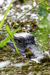 Alligator in a swamp  in the Jean Lafitte National Historical Park and Preserve, New Orleans, Louisiana, United States of America.