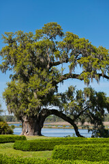 The massive 1000 year old live oak and 10 feet in diameter at Middleton Place, Charleston, South...