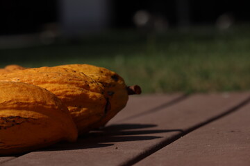 Fresh yellow cacao pods on the ground. 