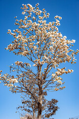  white ipe in Goiania, Goias 