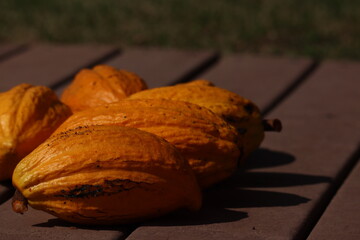 Fresh yellow cacao pods on the ground. 