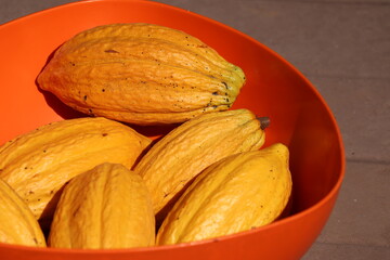 Fresh yellow cacao pods on the ground. 