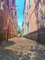 autumn leaves in an alleyway