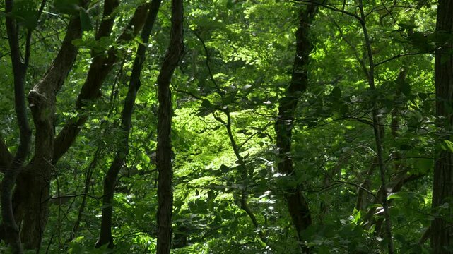 森の中を吹く風