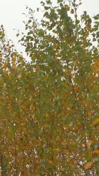 Vertical video of yellow and green autumn leaves in a wind