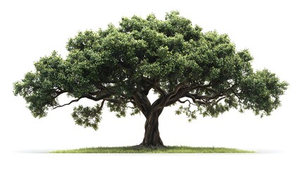 Majestic Oak: A Symbol of Strength and Longevity