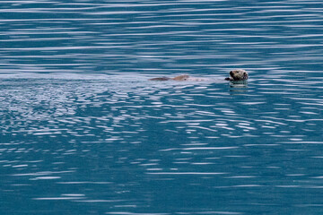 Fototapeta premium Sea otter swimming in Glacier Bay National Park in southeast Alaska 