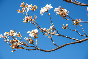 Closeup of a brach of a white  ipe tree in Goiania