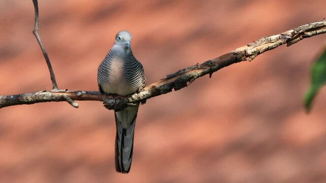 A turtle dove was perched on a tree branch