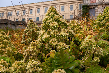 Close up shot of the plantation around the Alcatraz Island